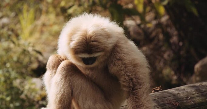 white monkey