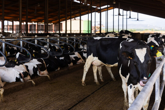 Cows in pen at livestock farm
