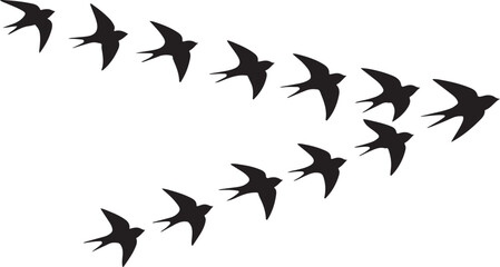 Fototapeta premium Flock of swallows flying in formation silhouette vector