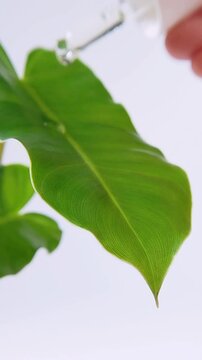 Close up side view of fresh green leaf on white background with clear liquid being dropped using a pipette. Suitable for background and industrial theme, science or cosmetic concept.