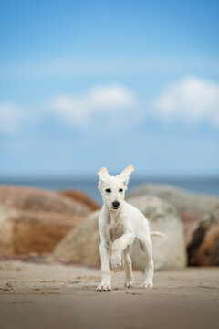 cute saluki puppy runs on a beach in summer