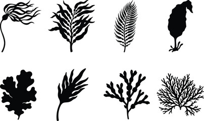 Marine Seaweed and Coral Silhouette Vector Collection Isolated on White Background © MSTMEHEJABINBINDA