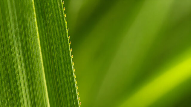 Extreme macro of a vibrant green screwpine leaf with serrated edge