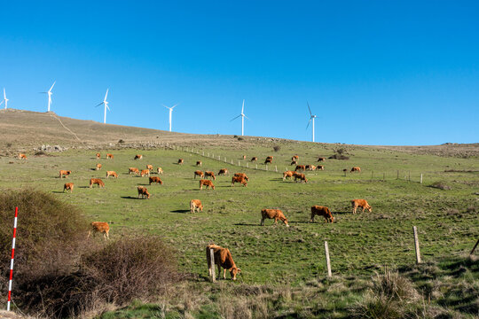 Cows Grazing in Pasture near Puerto de la Cruz de Hierro Mountain Pass with Wind Turbines in Sierra de Guadarrama, &Aacute;vila, Castile and Le&oacute;n, Spain