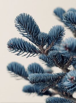 Close-up view of blue spruce pine tree needles with evergreen botanical woodland christmas background greenery coniferous environment seasonal december