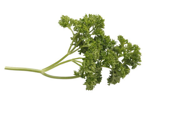 Curly Parsley is a leafy herb that grows like a small shrub isolated on a Transparent background