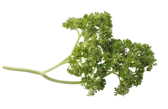 Curly Parsley is a leafy herb that grows like a small shrub isolated on a Transparent background