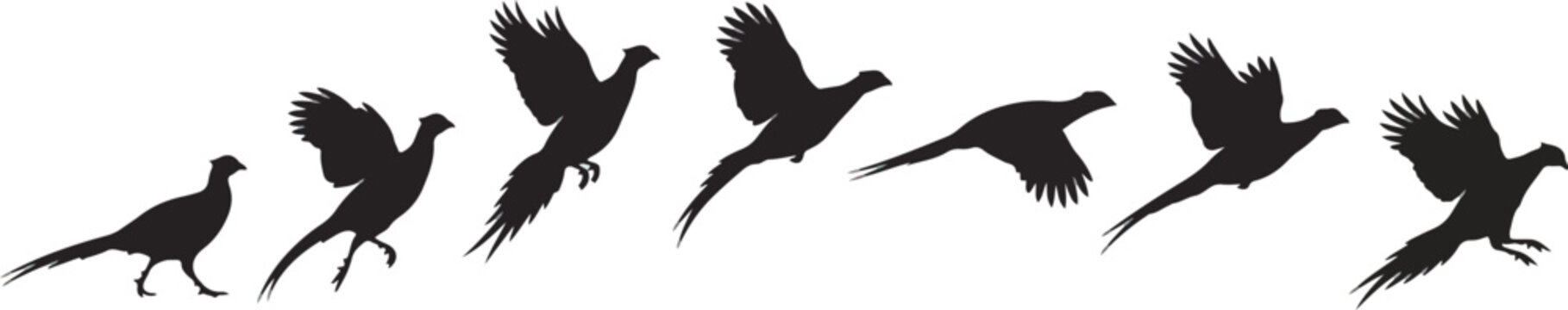 Pheasant bird silhouettes in flight and walking sequence