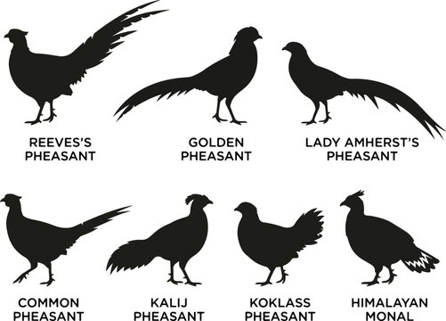 Pheasant Bird Species Silhouette Vector Collection