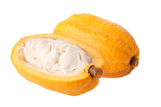 Cacao fruit or pod, containing fresh cacao beans. isolated on a Transparent background