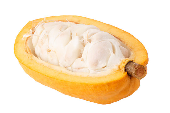 A cross-section of a cacao or cocoa fruit pod isolated on a Transparent background