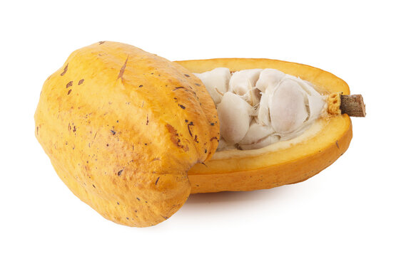 A cross-section of a cacao or cocoa fruit pod isolated on a Transparent background
