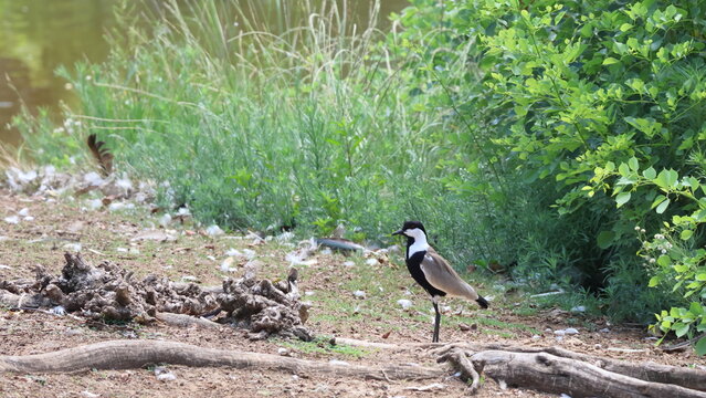 Northern lapwing (Vanellus vanellus) in the wild