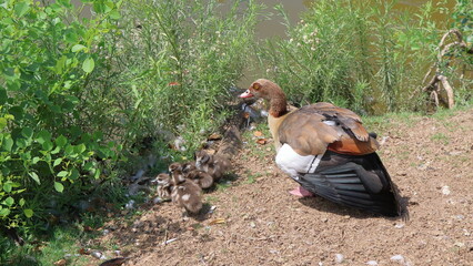 Egyptian goose with ducklings on the river bank in summer. © Viktor