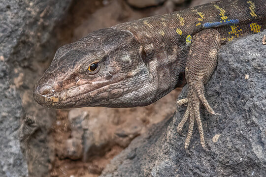Gallotia galloti lizard resting on volcanic rock landscape looking forward with alert eyes and detailed texture