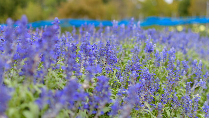 Obraz premium Beautiful Field of Blue Salvia Flowers Blooming in the Autumn Park with Soft Blurred Bokeh Background