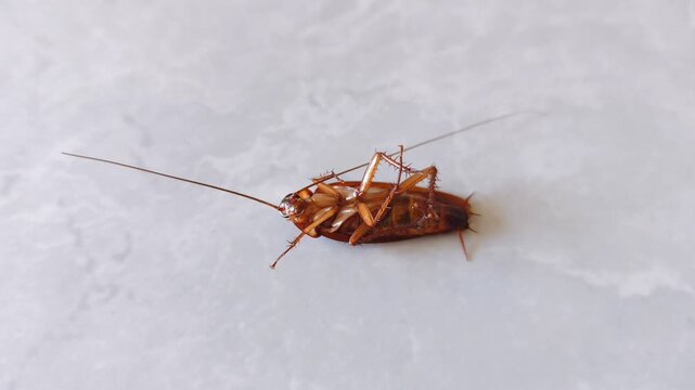 A close-up view of a cockroach lying on its back and twitching its legs after being sprayed with insecticide. Home pest control.
