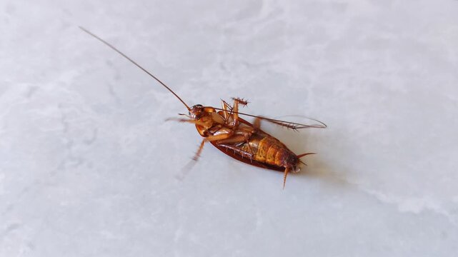 A cockroach lies sprawled on the floor after being sprayed with insecticide. Cockroach extermination in the home.