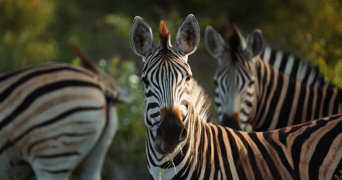 zebra eating grass