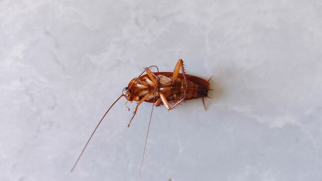 A close-up view of a cockroach lying on its back and twitching its legs after being sprayed with insecticide. Home pest control.