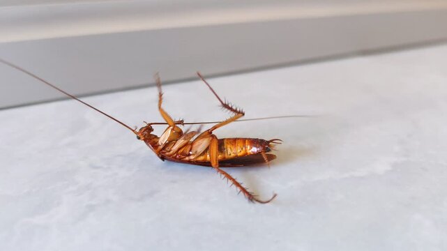 A cockroach lies sprawled on the floor after being sprayed with insecticide. Cockroach extermination in the home.