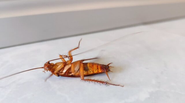 A cockroach lies sprawled on the floor after being sprayed with insecticide. Cockroach extermination in the home.