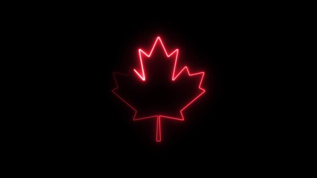 A neon maple leaf moves along the contour. Motion graphics animation. Canadian leaf.