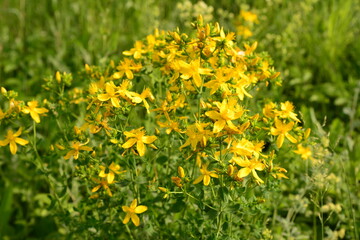 Obraz premium St. John's Wort Plant with Yellow Flowers in Meadow close up Hypericum perforatum