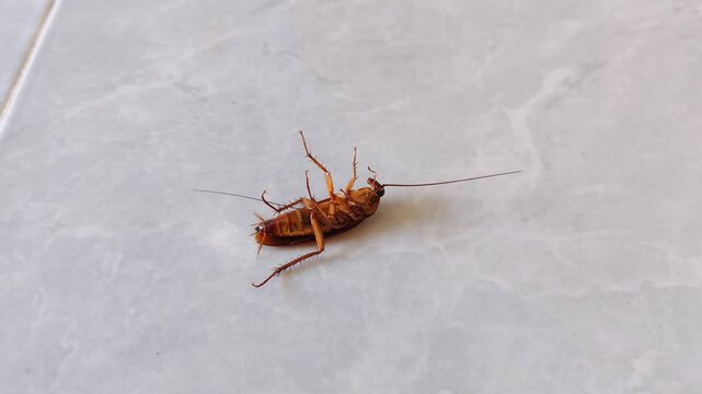 A close-up view of a cockroach lying on its back and twitching its legs after being sprayed with insecticide. Home pest control.