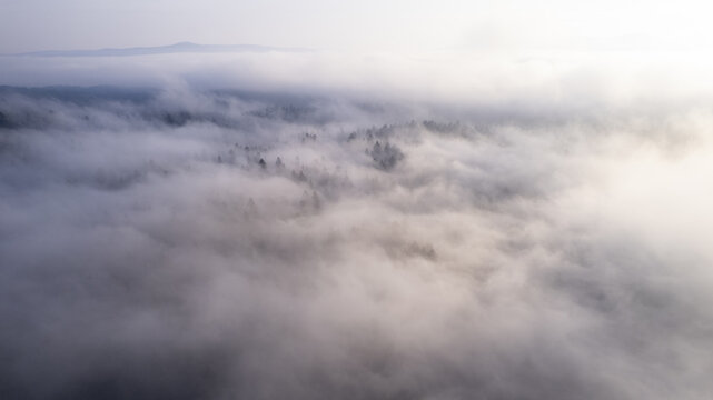 Aerial view of dense forest canopy partially obscured by thick morning mist and low-hanging clouds in Poland.
