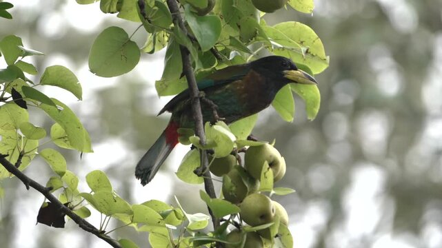 Great Barbet Feeding on Wild Pear Fruit in a Tree (4K)