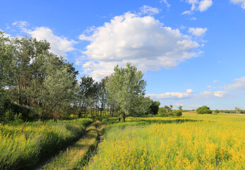 Naklejka premium Vast yellow wildflower meadow under a bright blue sky with fluffy white clouds