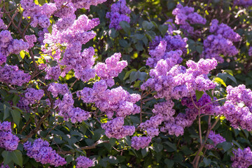 Fototapeta premium Purple Lilac pink flower Blossom. Syringa Flowers spring nature. Floral background