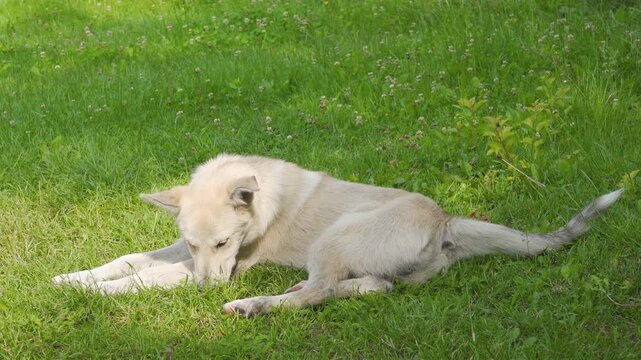 White shepherd dog itching and biting its leg on green grass, Dog scratching and licking itself on summer lawn