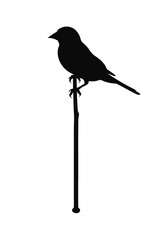 Fototapeta premium silhouette of a bird sitting on stick