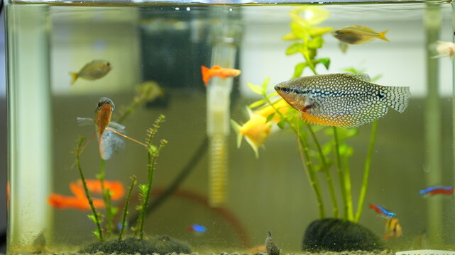 The fishes swimming in the glass fish tank