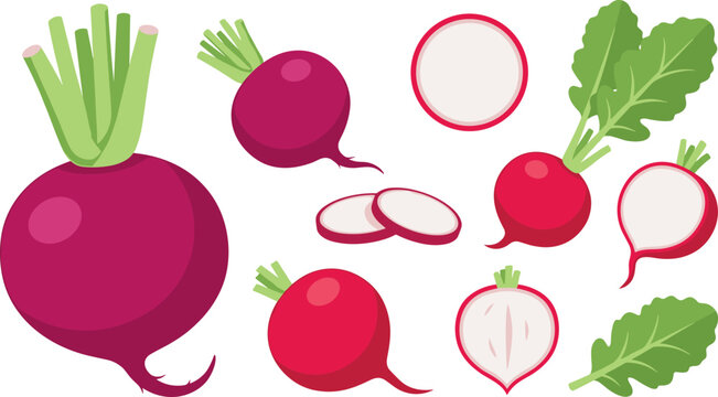 Fresh radish and beetroot vector set with whole root vegetables slices green leaves and halves isolated on white
