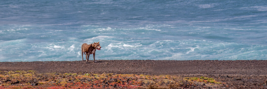 pit bull terrier dog standing near ocean waves for a lonely atmospheric coastal beach landscape scene