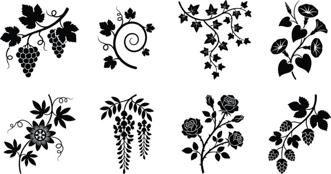 Collection of climbing plants and vine silhouettes featuring grapes ivy roses morning glory and wisteria branch icons for decorative design