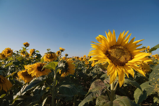 Sonnenblumenfeld
