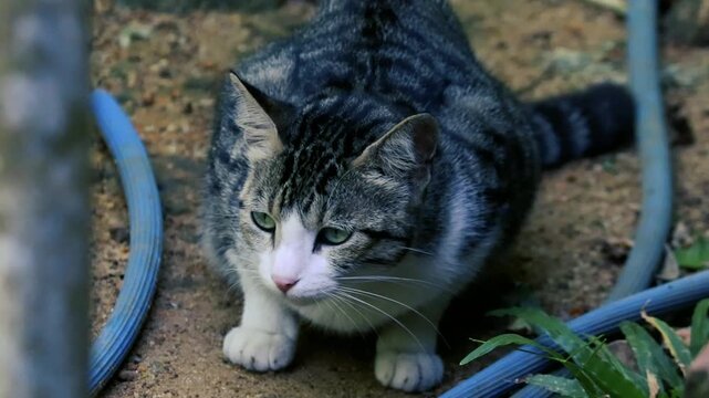 Close up of a fluffy tabby cat crouching on dirt ground near a blue garden hose
