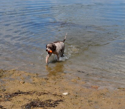 Ein Lagotto Romagnolo Hund hat Spass im Wasser