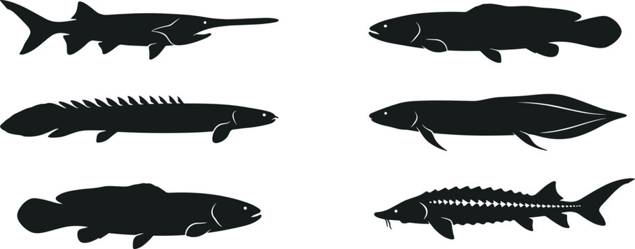 Ancient Fish Silhouette Vector Set Featuring Paddlefish, Lungfish, Bichir, Coelacanth, and Sturgeon