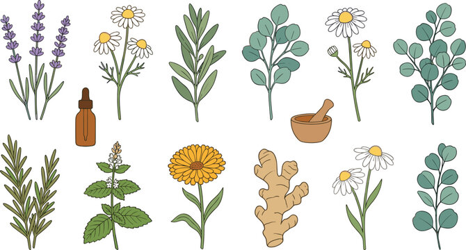 Medicinal Herbs and Botanical Plants Vector Collection with Lavender, Chamomile, Eucalyptus, Rosemary, Mint, Ginger, Calendula, and Essential Oil Elements