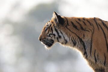 Bengal tiger is a population of the Panthera tigris tigris subspecies. It ranks among the largest of wild cats. It is distributed from India, southern Nepal, Bangladesh, Bhutan to Southwestern China. © feathercollector