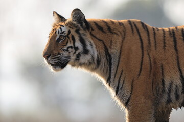 Bengal tiger is a population of the Panthera tigris tigris subspecies. It ranks among the largest of wild cats. It is distributed from India, southern Nepal, Bangladesh, Bhutan to Southwestern China. © feathercollector