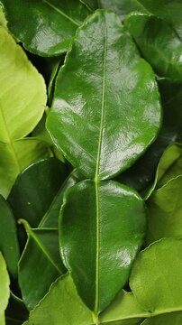 Pile of fresh kaffir lime leaves slowly rotating. Top view shot