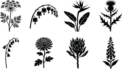 Flower Silhouette Vector Set Featuring Queen Anne’s Lace, Bleeding Heart, Bird of Paradise, Thistle, Bluebell, Chrysanthemum, Protea, and Foxglove © ABDUL