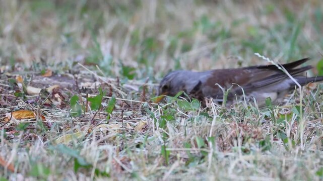 Wildlife footage of an adult fieldfare (Turdus pilaris) standing among dry grass and eating a bug, side view to the camera lens on a summer evening.