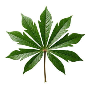 Palmately Compound Green Leaf with Radiating Leaflets 2.